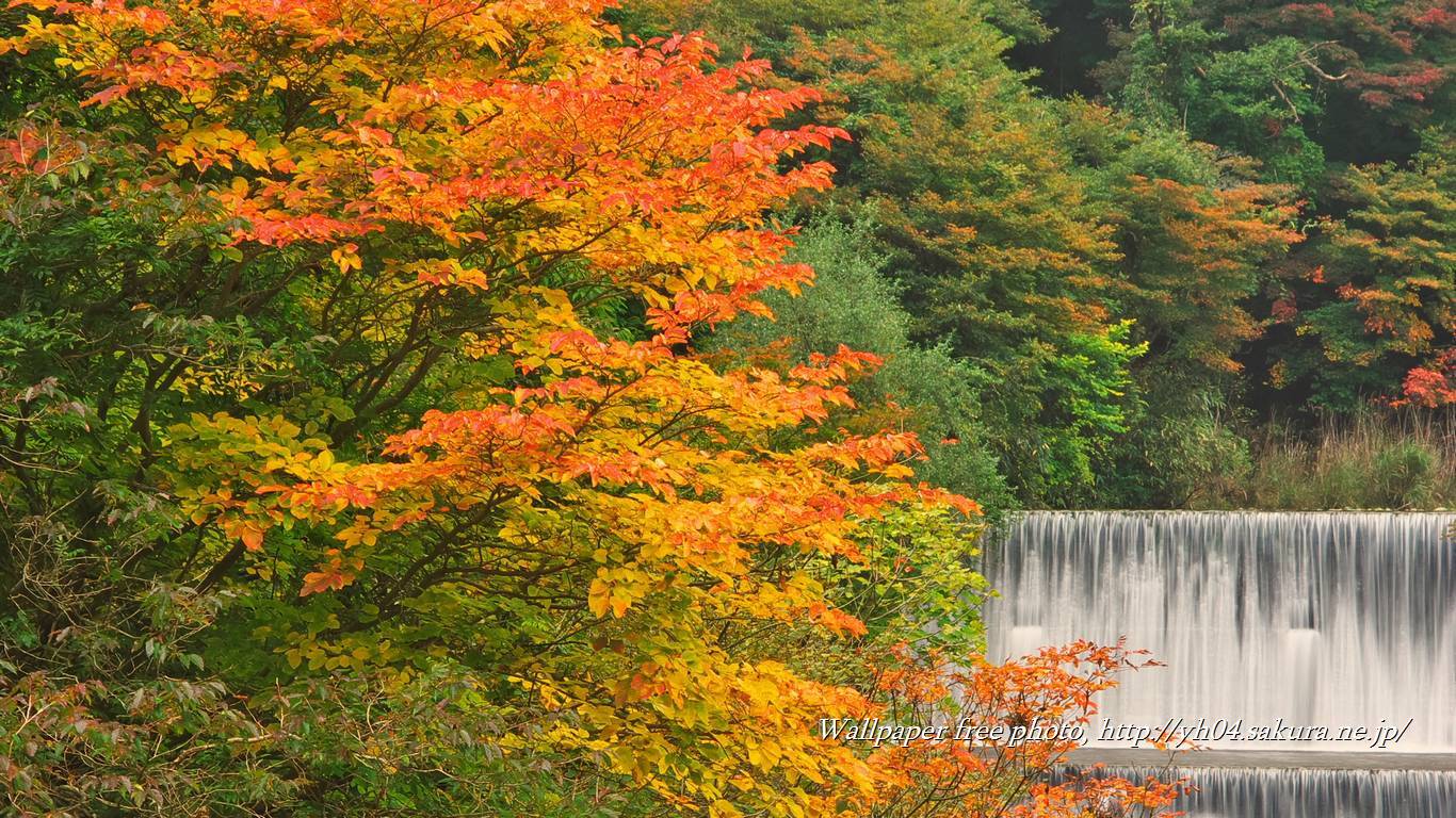 霧島川と堰堤の滝紅葉をモチーフしました 「高画質＋高解像度(1366×768)」デスクトップ無料壁紙」