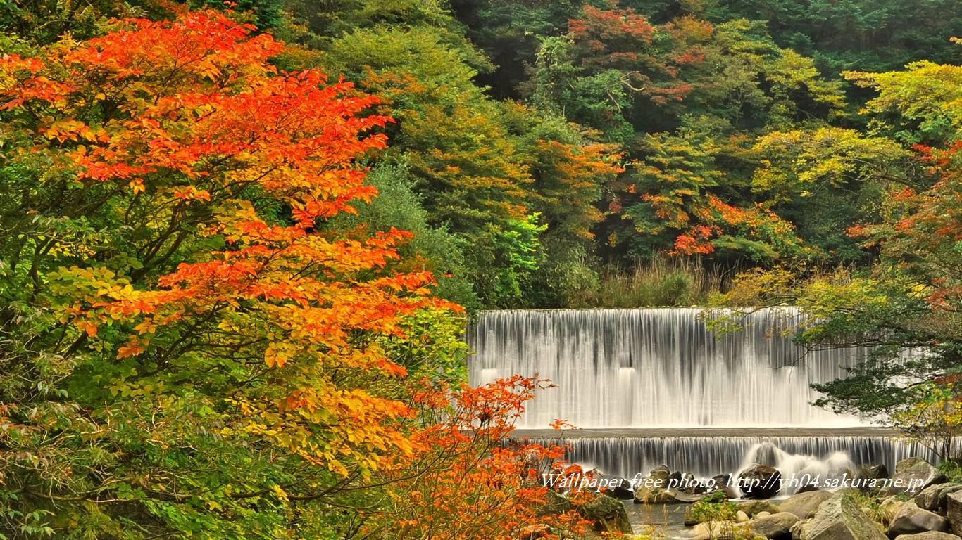 霧島川と堰堤の滝紅葉をモチーフしました 「高画質＋高解像度(1366×768)」デスクトップ無料壁紙」