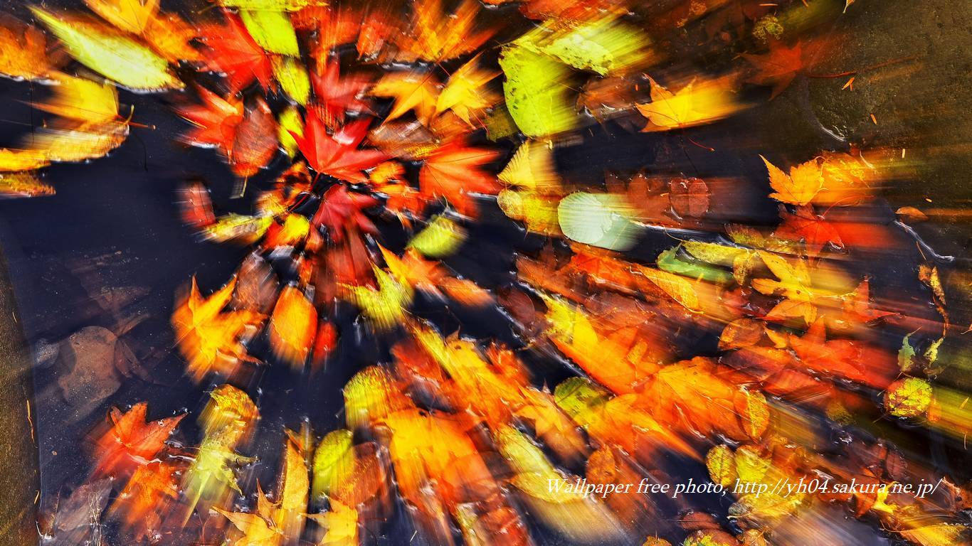 紅葉（落葉）をモチーフしました 「高画質＋高解像度(1366×768)」デスクトップ無料壁紙」