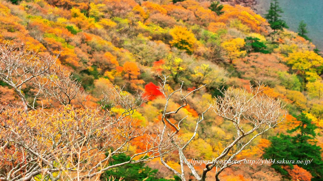 大波の池とドウダンツツジをモチーフしました 「高画質＋高解像度(1366×768)」デスクトップ無料壁紙」