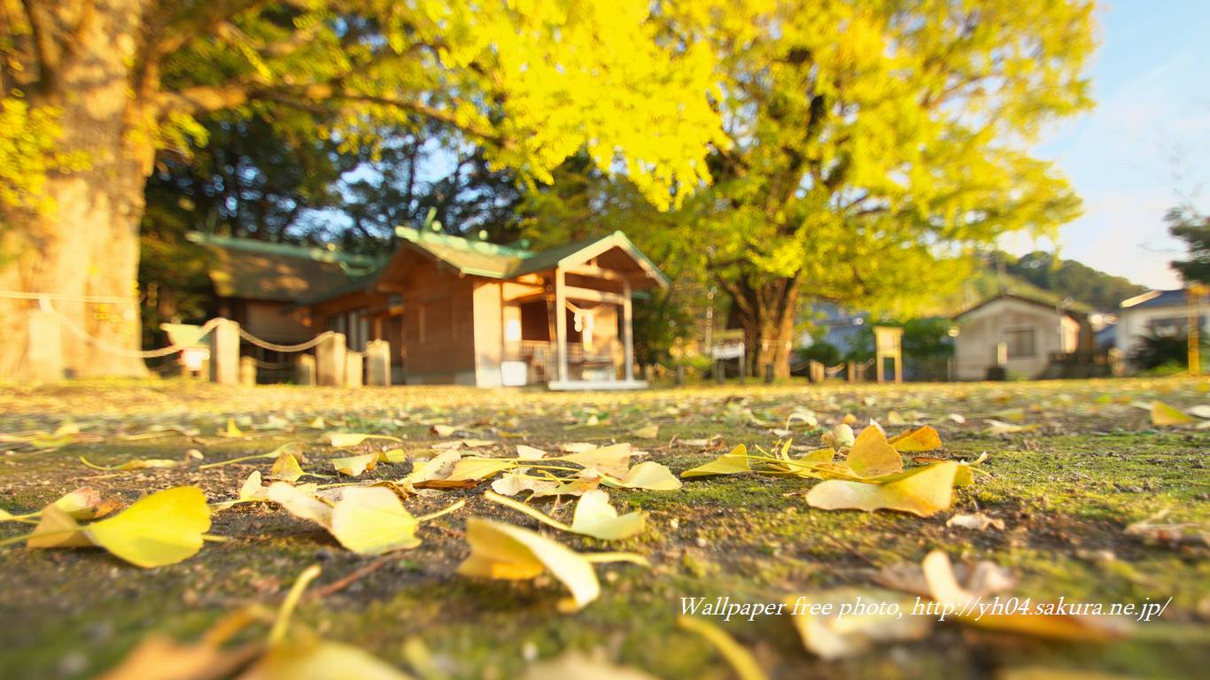 夫婦イチョウをモチーフしました 「高画質＋高解像度(1366×768)」デスクトップ無料壁紙」
