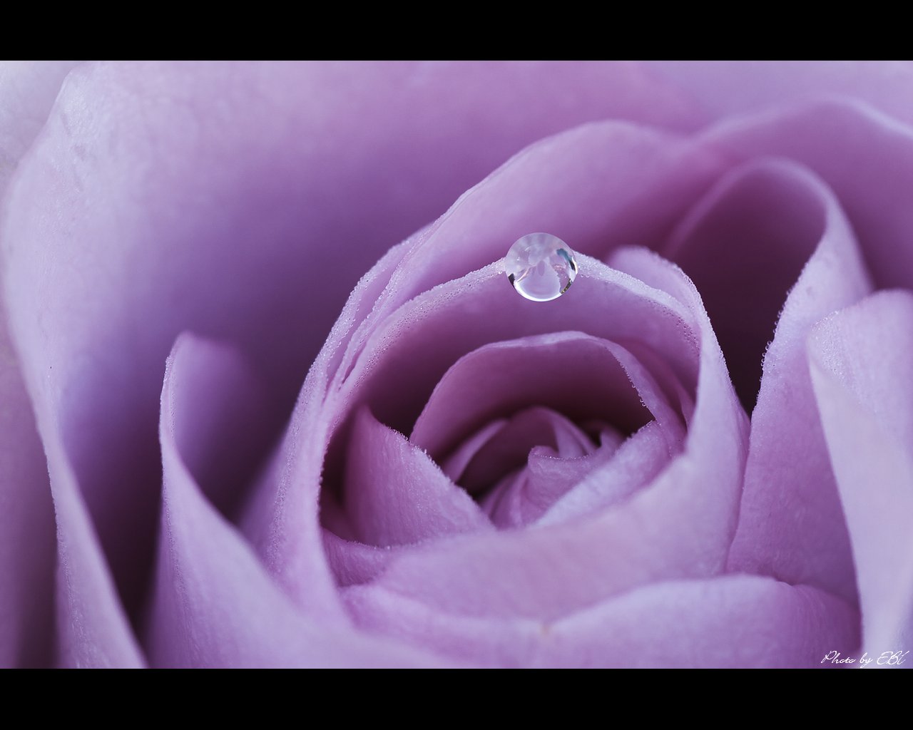 薔薇と雫をモチーフしました 「高画質＋高解像度(1280×1024)」デスクトップ無料壁紙」