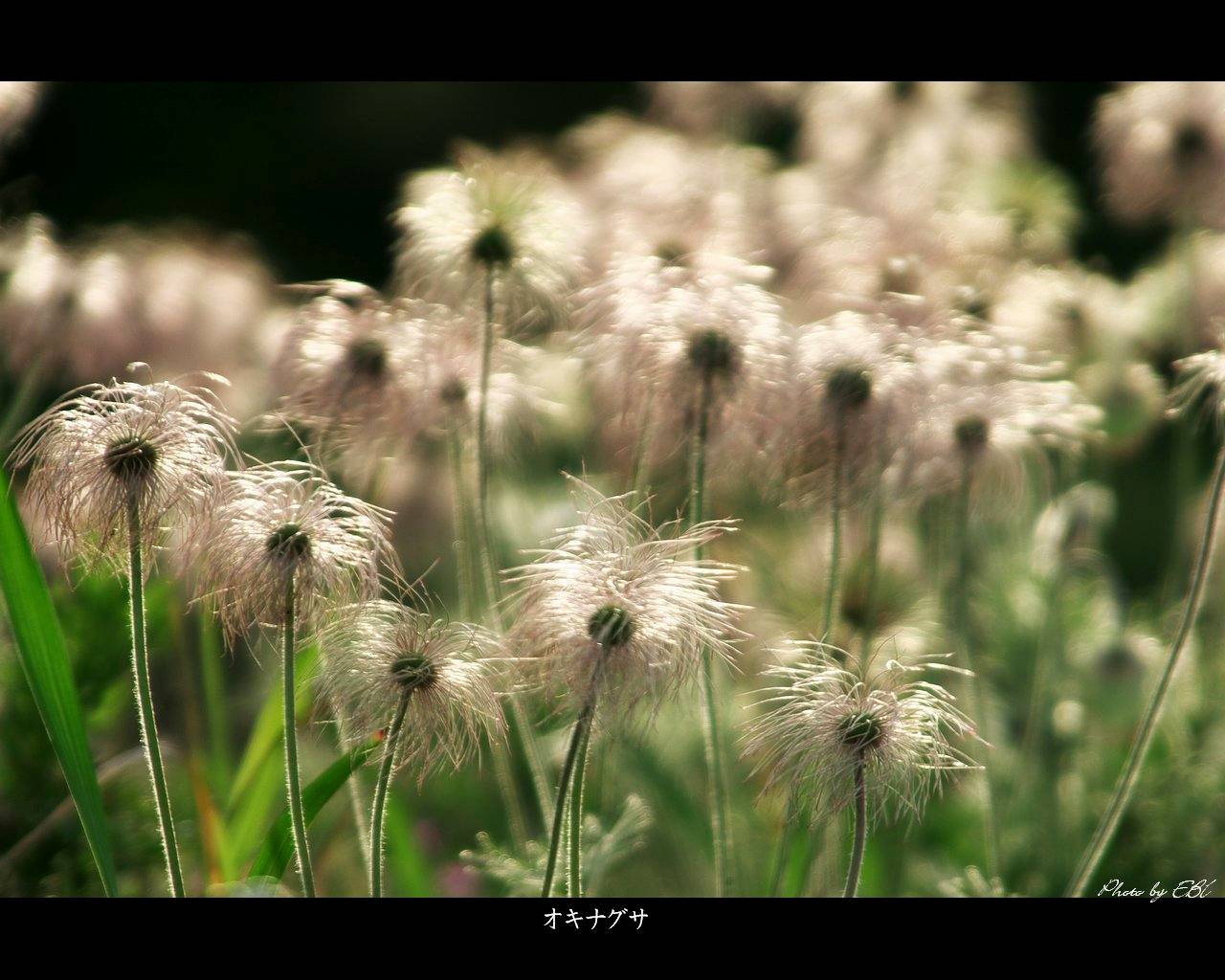 翁草（オキナグサ）をモチーフしました 「高画質＋高解像度(1280×1024)」デスクトップ無料壁紙」