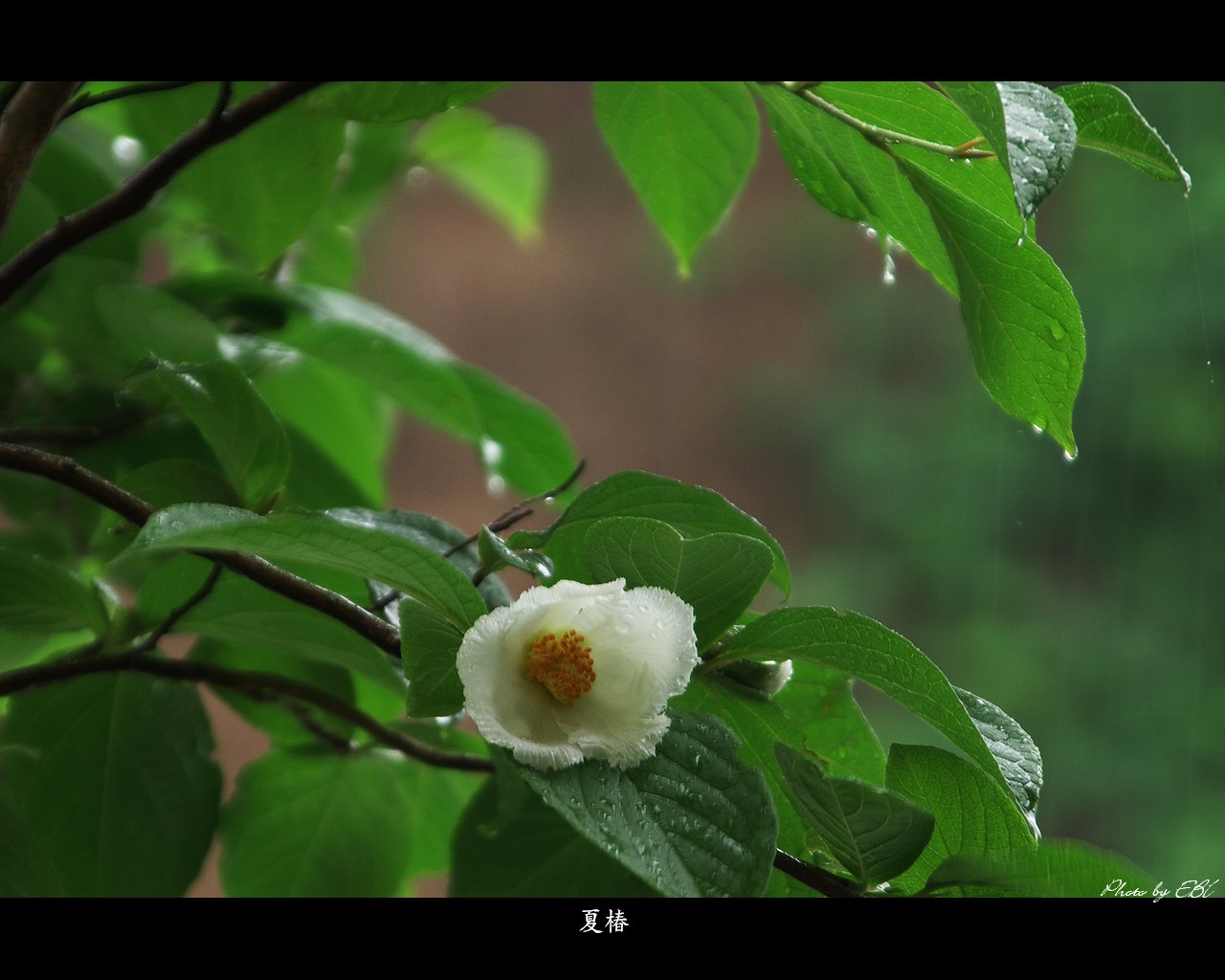 夏椿（シャラ）をモチーフしました 「高画質＋高解像度(1280×1024)」デスクトップ無料壁紙」