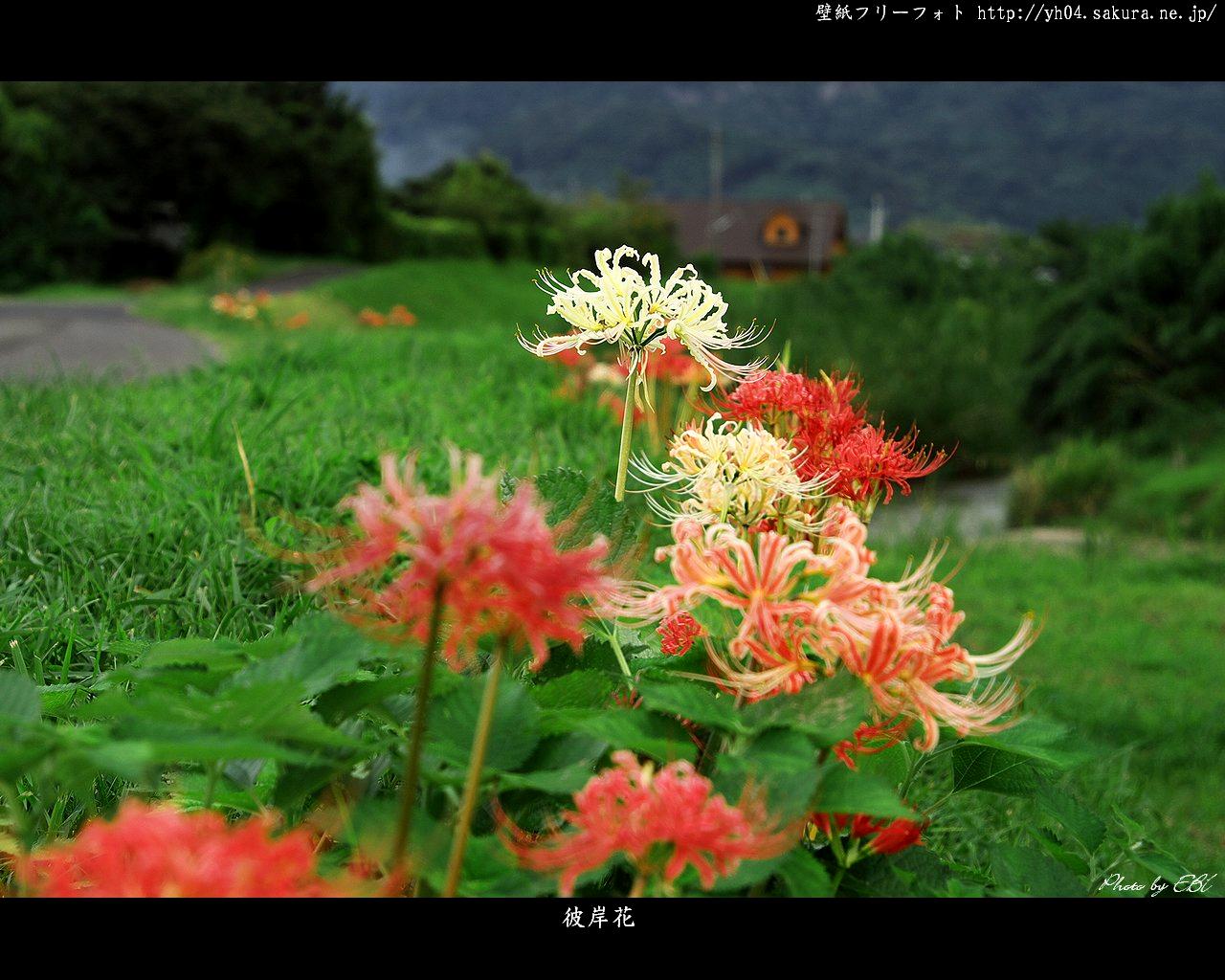 彼岸花をモチーフしました 「高画質＋高解像度(1280×1024)」デスクトップ無料壁紙」