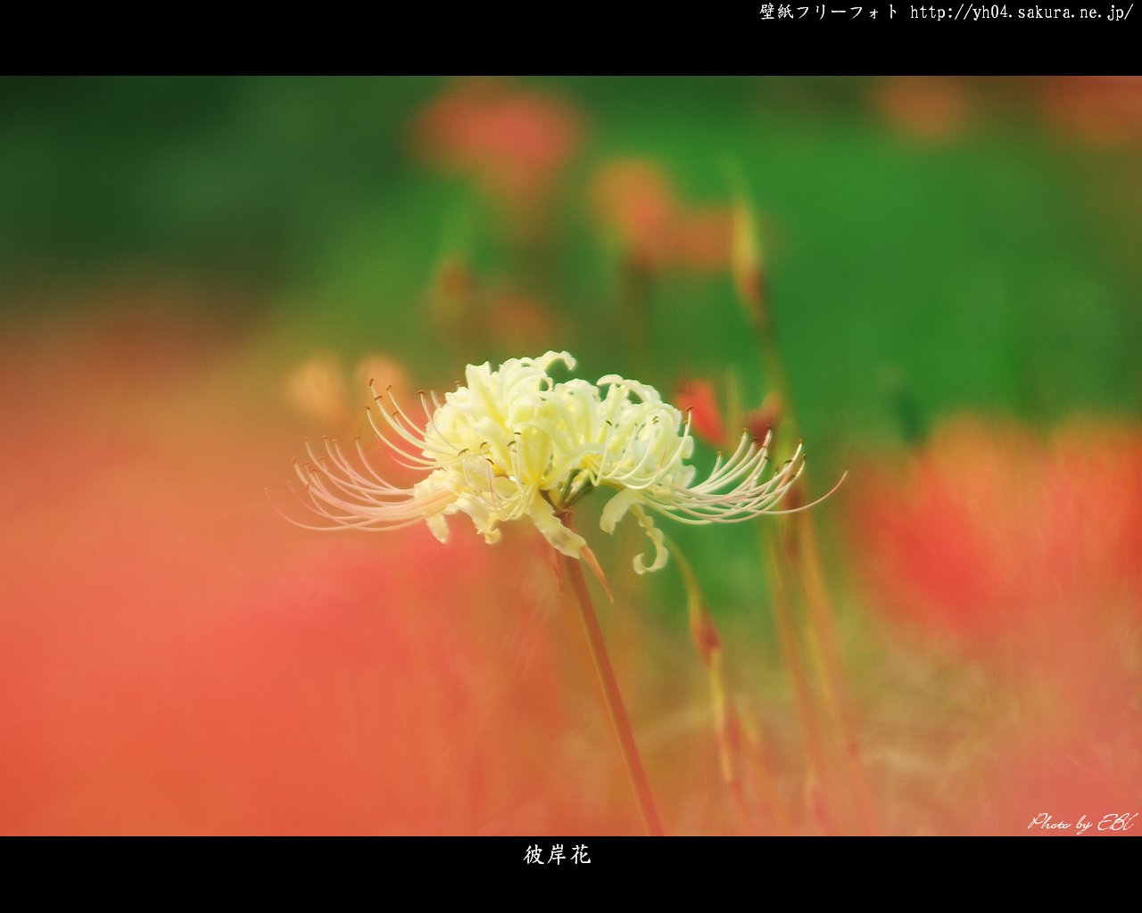 彼岸花をモチーフしました 「高画質＋高解像度(1280×1024)」デスクトップ無料壁紙」