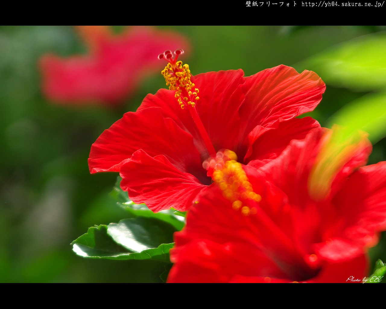 ハイビスカスをモチーフしました 「高画質＋高解像度(1280×1024)」デスクトップ無料壁紙」