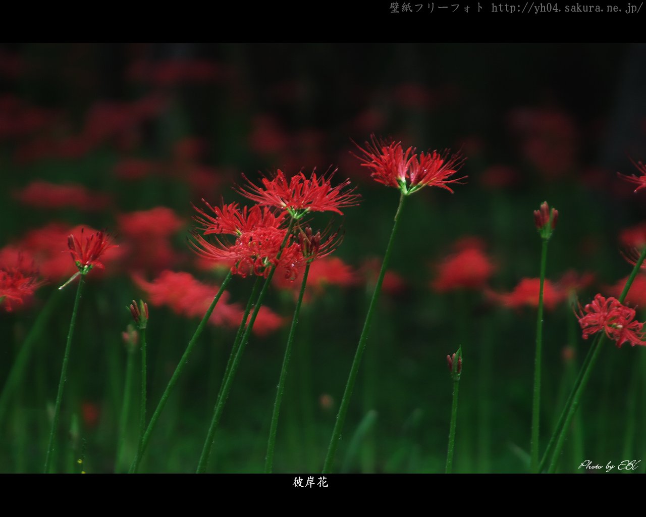 彼岸花をモチーフしました 「高画質＋高解像度(1280×1024)」デスクトップ無料壁紙」