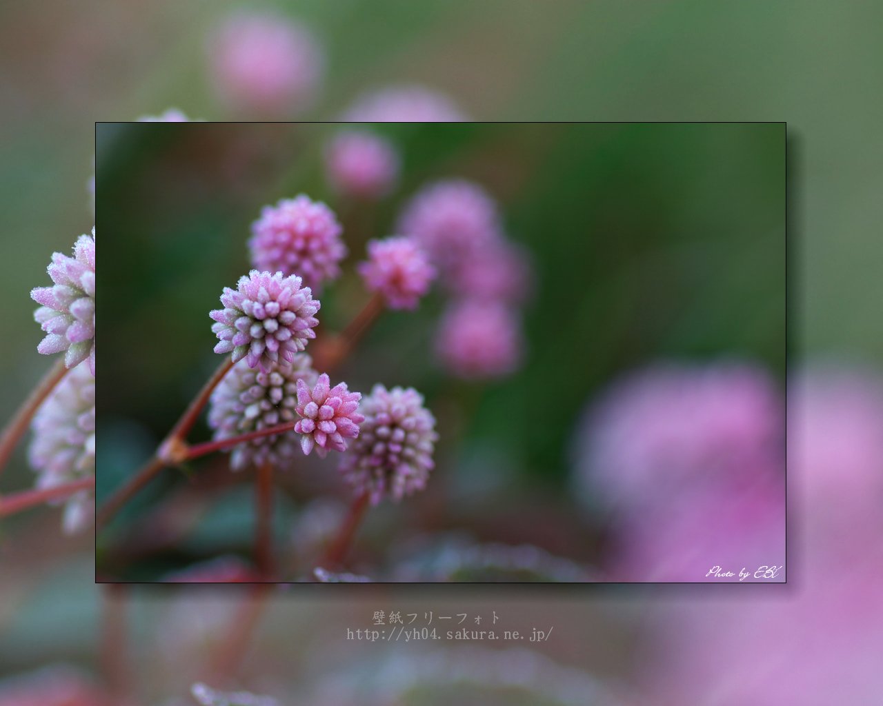 ヒメツルソバをモチーフしました 「高画質＋高解像度(1280×1024)」デスクトップ無料壁紙」