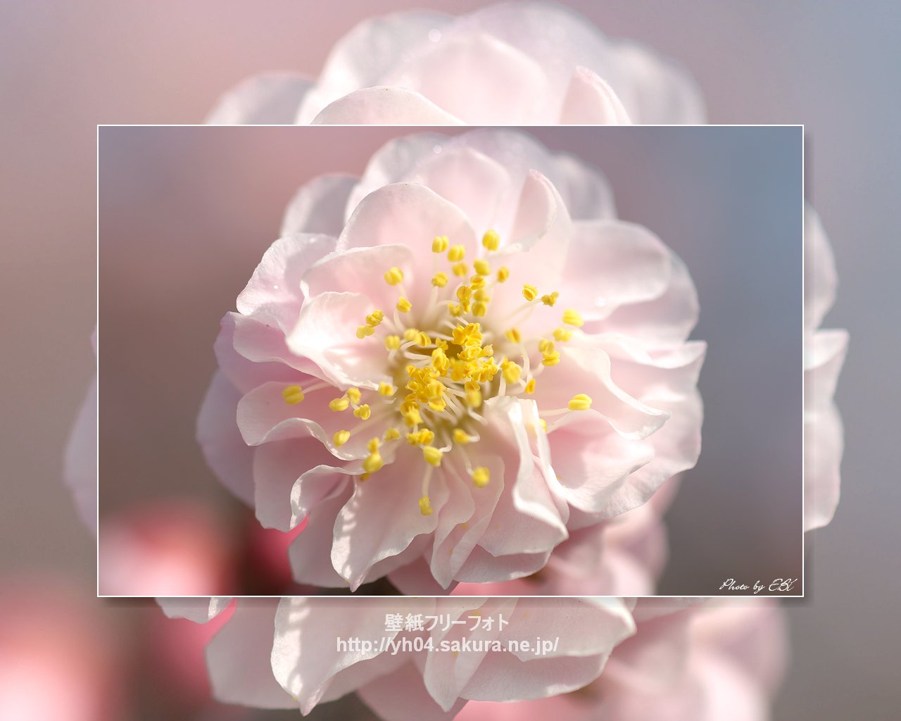 梅の花をモチーフしました 「高画質＋高解像度(1280×1024)」デスクトップ無料壁紙」