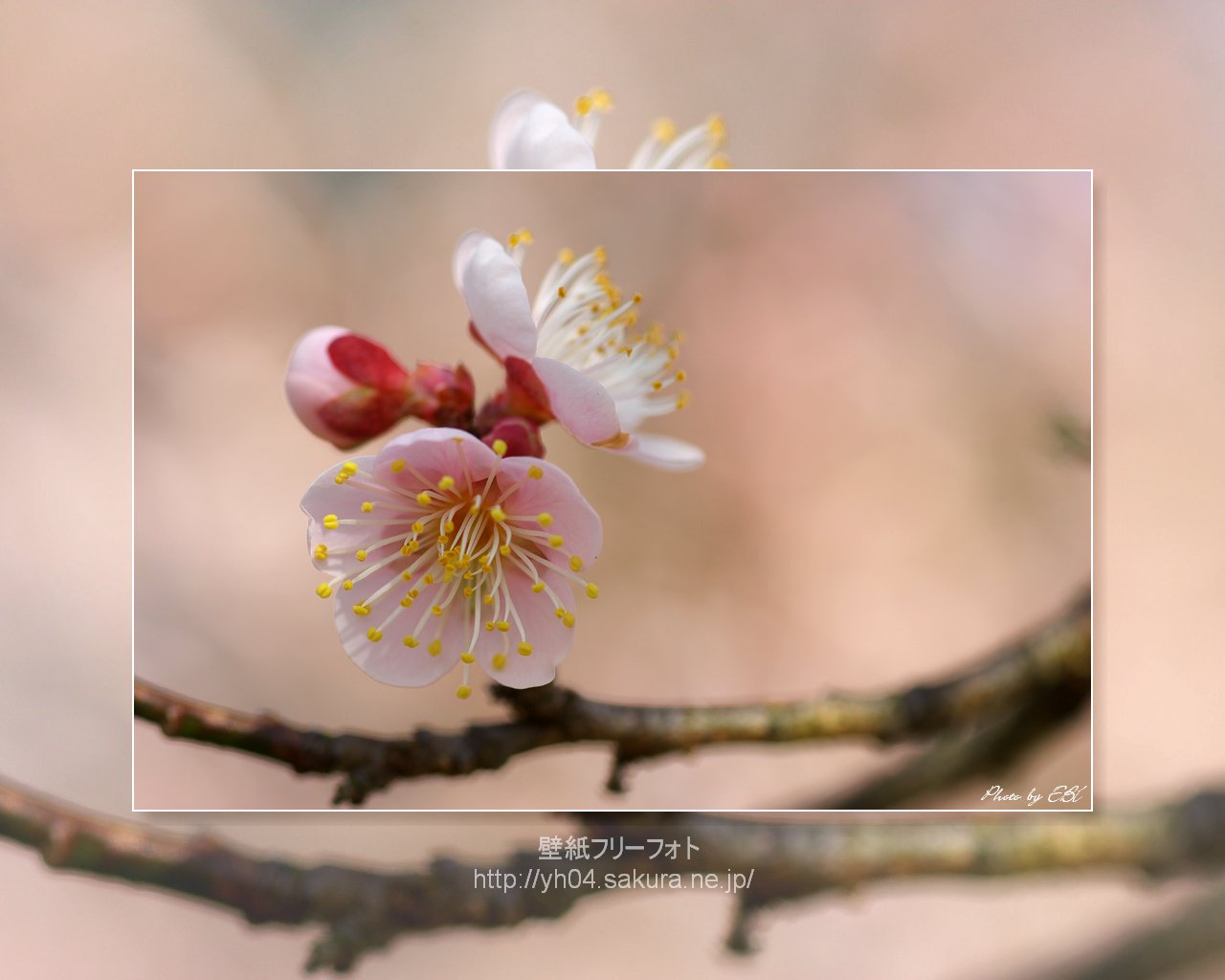 梅の花をモチーフしました 「高画質＋高解像度(1280×1024)」デスクトップ無料壁紙」
