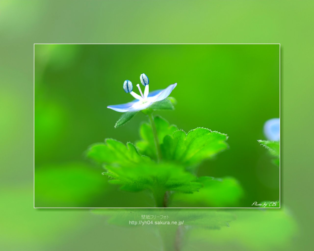 オオイヌノフグリをモチーフしました 「高画質＋高解像度(1280×1024)」デスクトップ無料壁紙」
