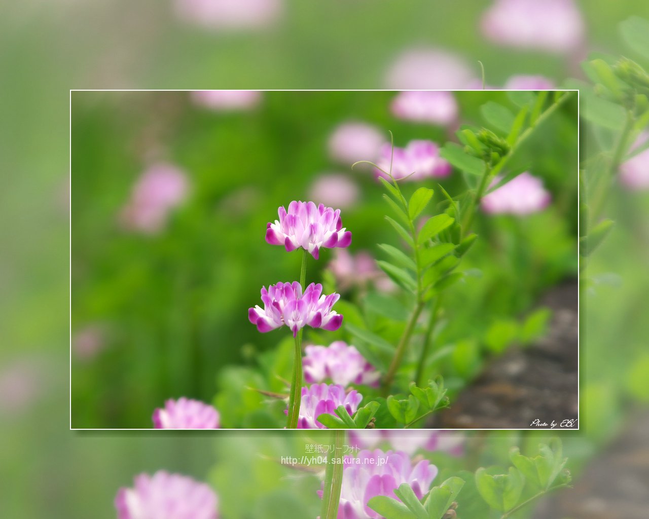 レンゲソウをモチーフしました 「高画質＋高解像度(1280×1024)」デスクトップ無料壁紙」