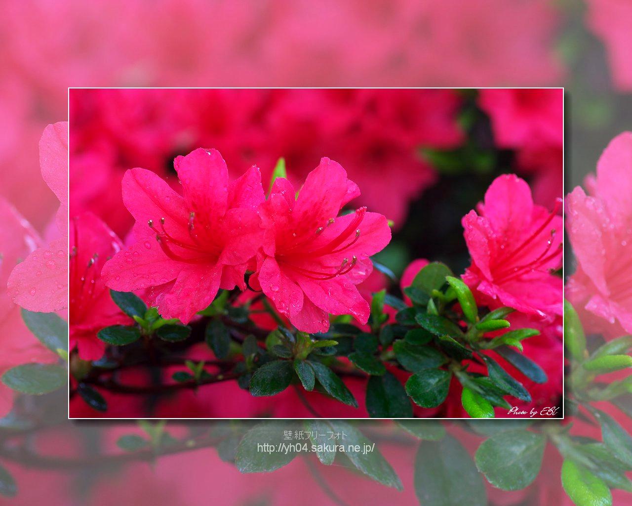 ツツジをモチーフしました 「高画質＋高解像度(1280×1024)」デスクトップ無料壁紙」