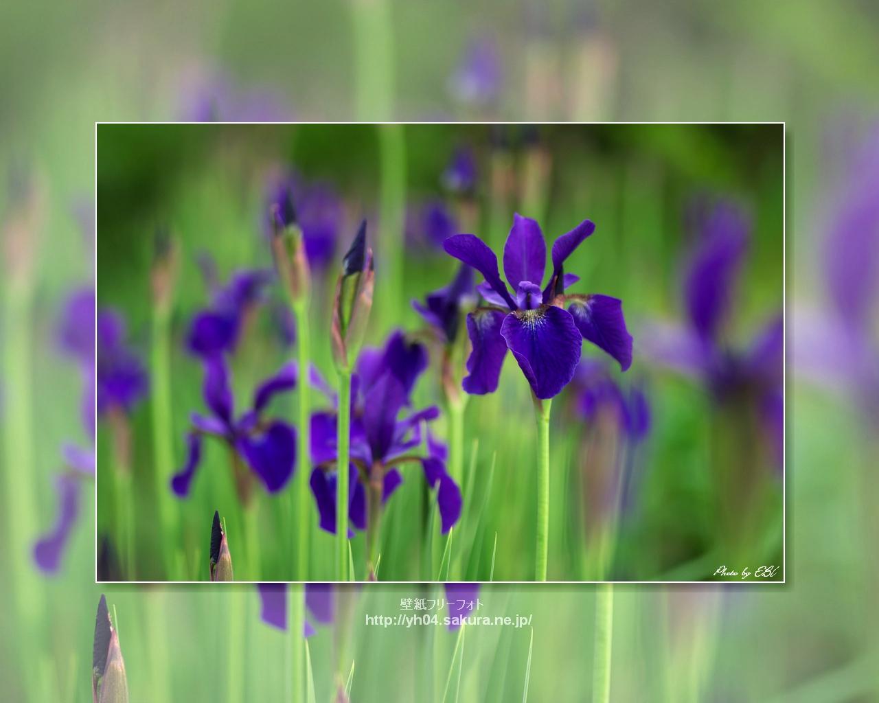アヤメ（花菖蒲）をモチーフしました 「高画質＋高解像度(1280×1024)」デスクトップ無料壁紙」