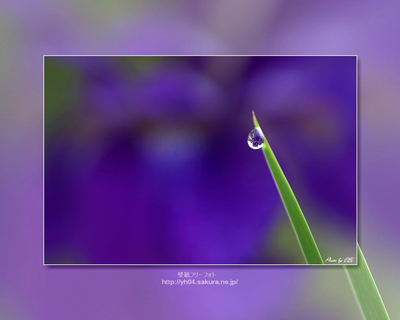 雫（花菖蒲）をモチーフしました 「高画質＋高解像度(1280×1024)」デスクトップ無料壁紙」
