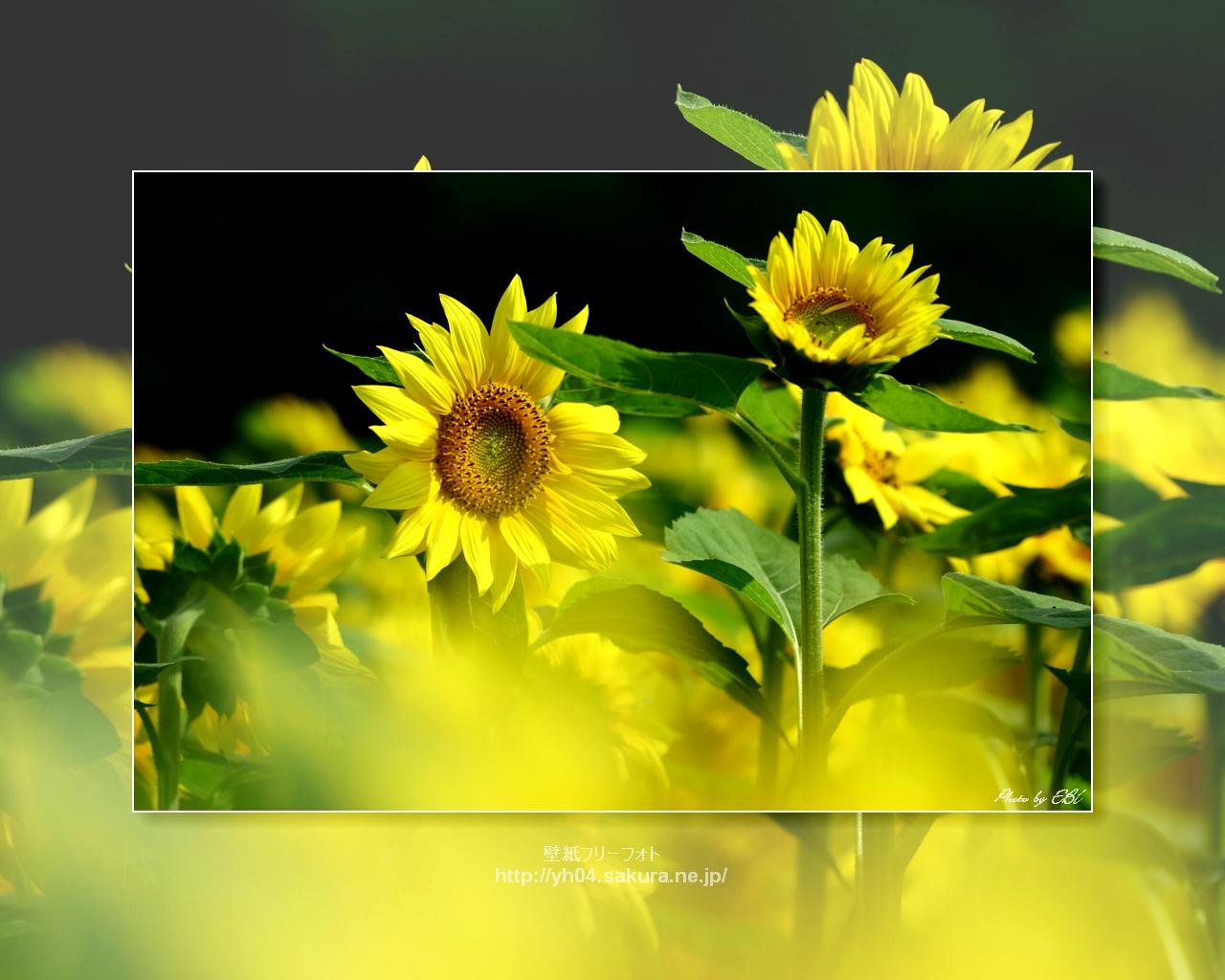 ひまわりをモチーフしました 「高画質＋高解像度(1280×1024)」デスクトップ無料壁紙」