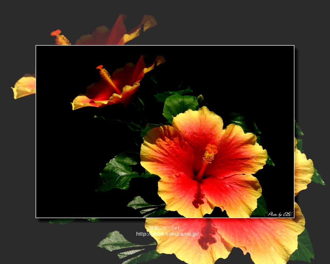 ハイビスカスをモチーフしました 「高画質＋高解像度(1280×1024)」デスクトップ無料壁紙」