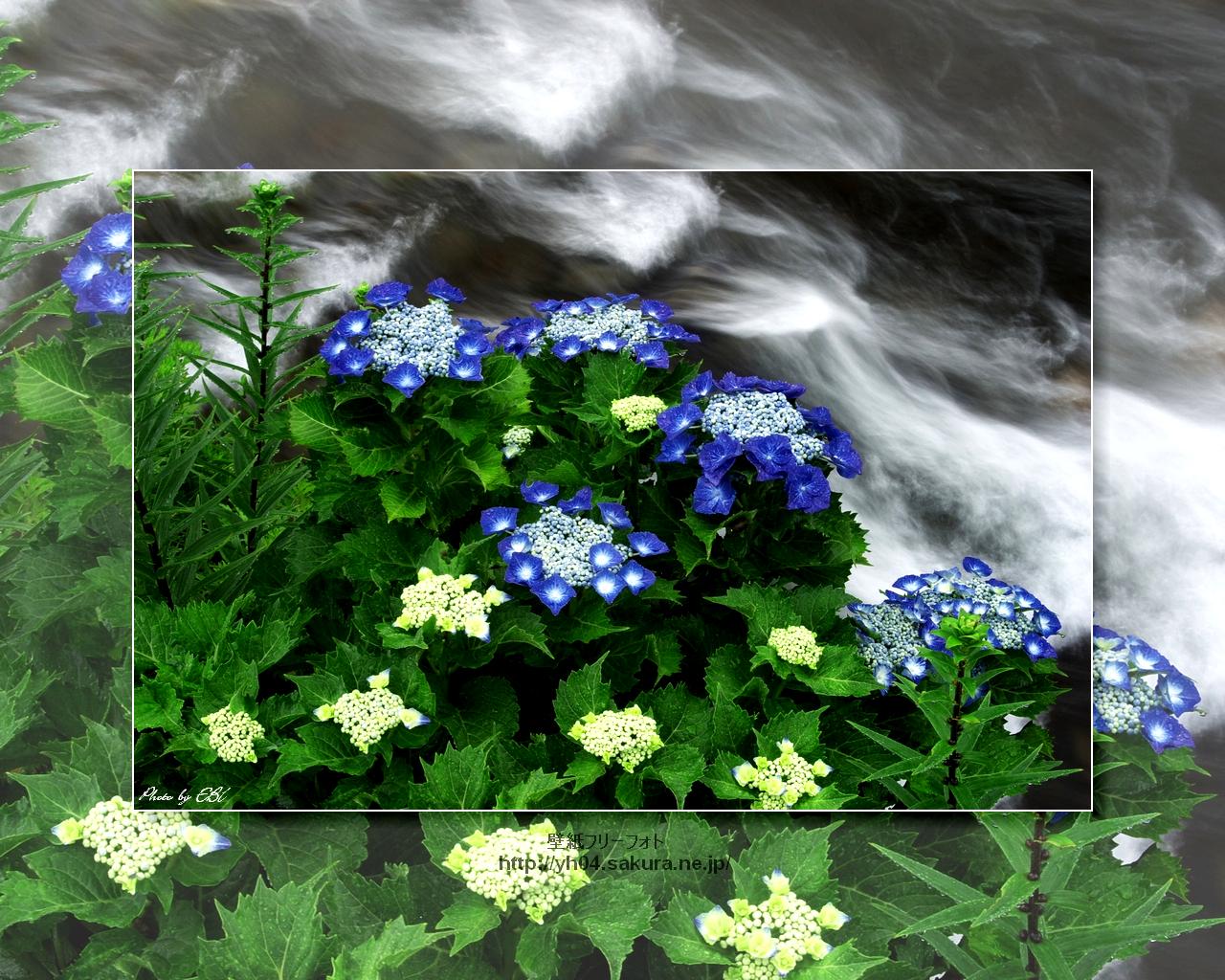 ガクアジサイをモチーフしました 「高画質＋高解像度(1280×1024)」デスクトップ無料壁紙」