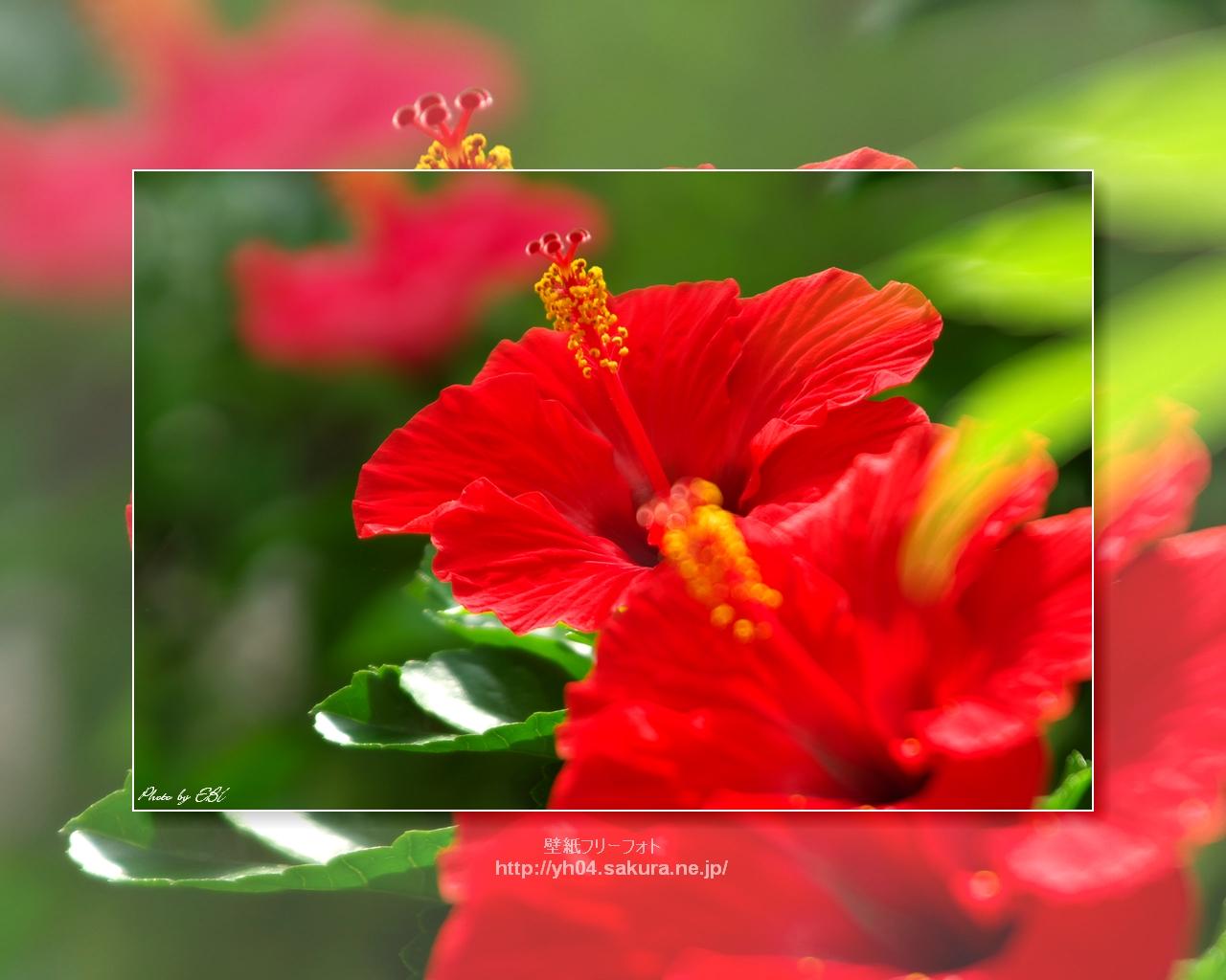 ハイビスカスをモチーフしました 「高画質＋高解像度(1280×1024)」デスクトップ無料壁紙」