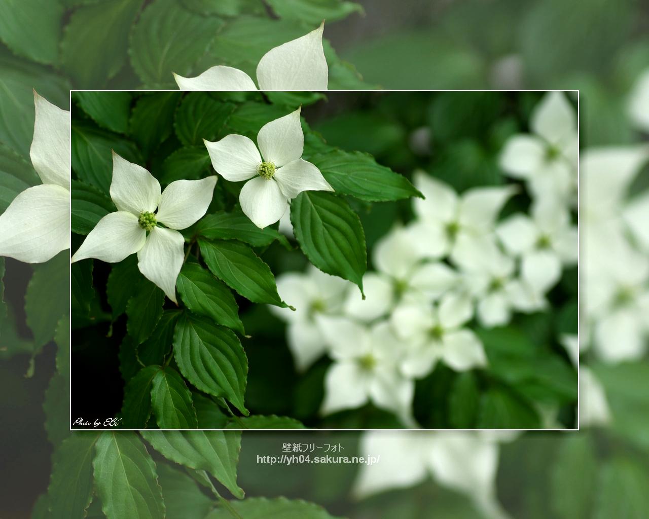 ヤマボウシをモチーフしました 「高画質＋高解像度(1280×1024)」デスクトップ無料壁紙」