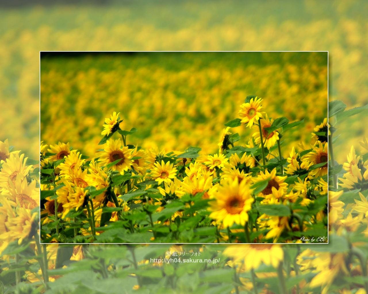 ひまわりをモチーフしました 「高画質＋高解像度(1280×1024)」デスクトップ無料壁紙」