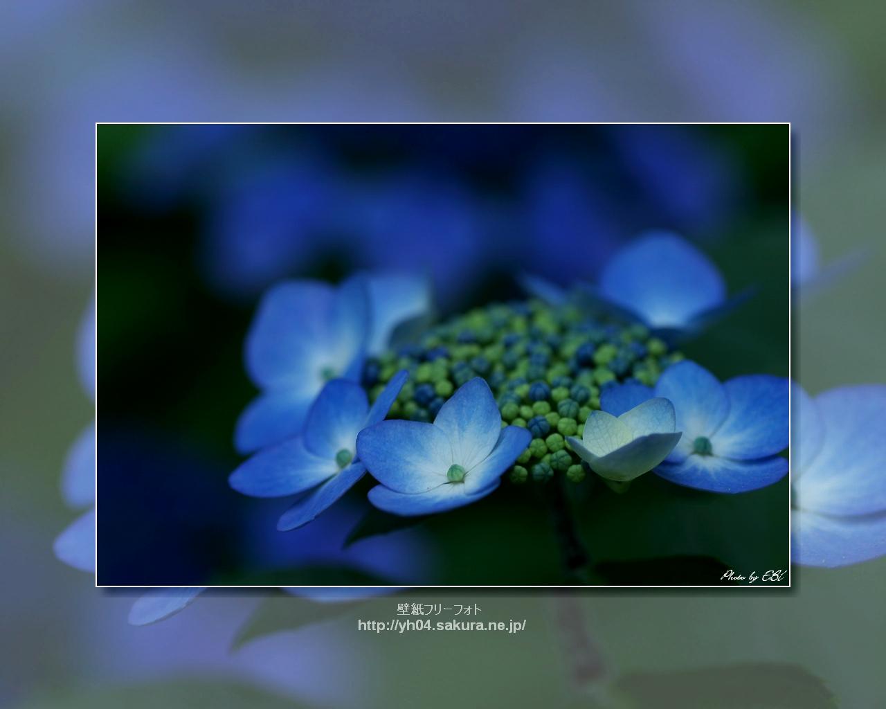 ガクアジサイをモチーフしました 「高画質＋高解像度(1280×1024)」デスクトップ無料壁紙」