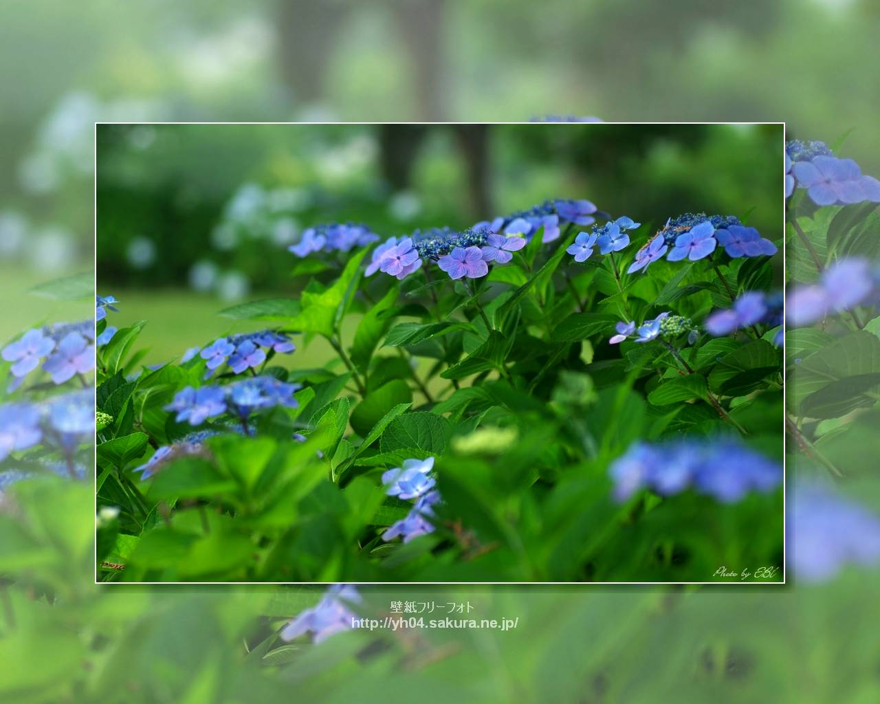 ガクアジサイをモチーフしました 「高画質＋高解像度(1280×1024)」デスクトップ無料壁紙」