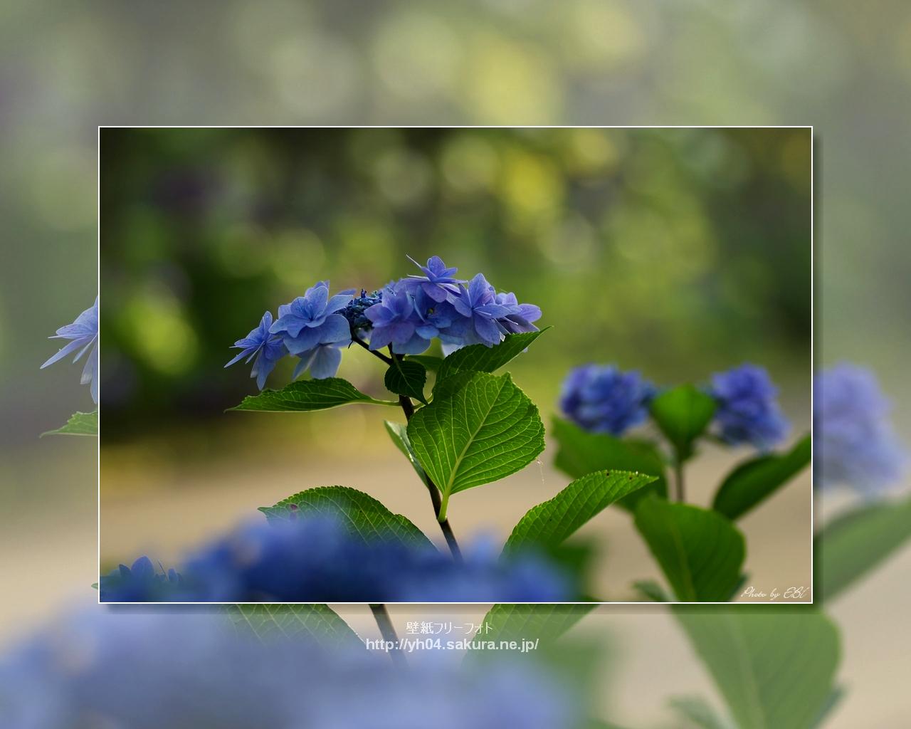 ガクアジサイをモチーフしました 「高画質＋高解像度(1280×1024)」デスクトップ無料壁紙」