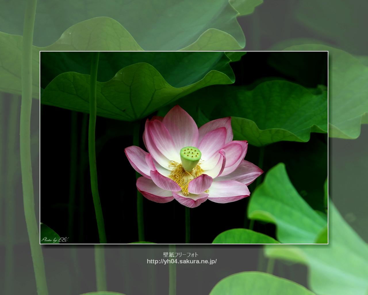蓮華をモチーフしました 「高画質＋高解像度(1280×1024)」デスクトップ無料壁紙」