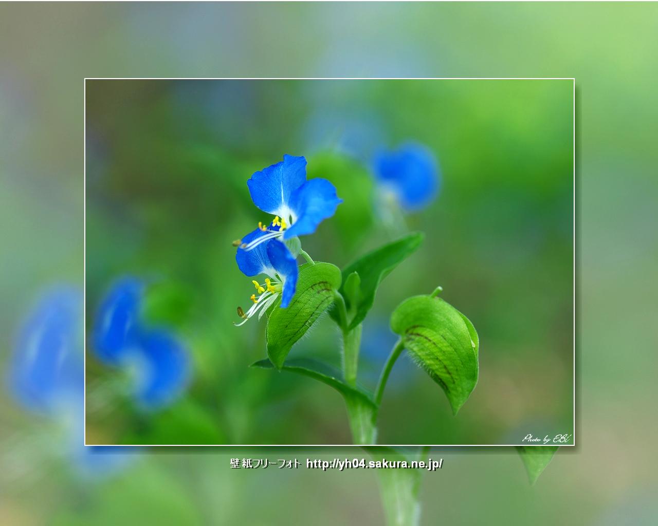 露草をモチーフしました 「高画質＋高解像度(1280×1024)」デスクトップ無料壁紙」
