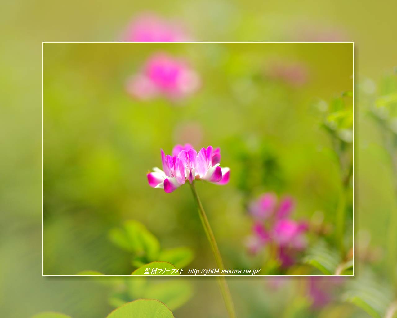 レンゲソウをモチーフしました 「高画質＋高解像度(1280×1024)」デスクトップ無料壁紙」