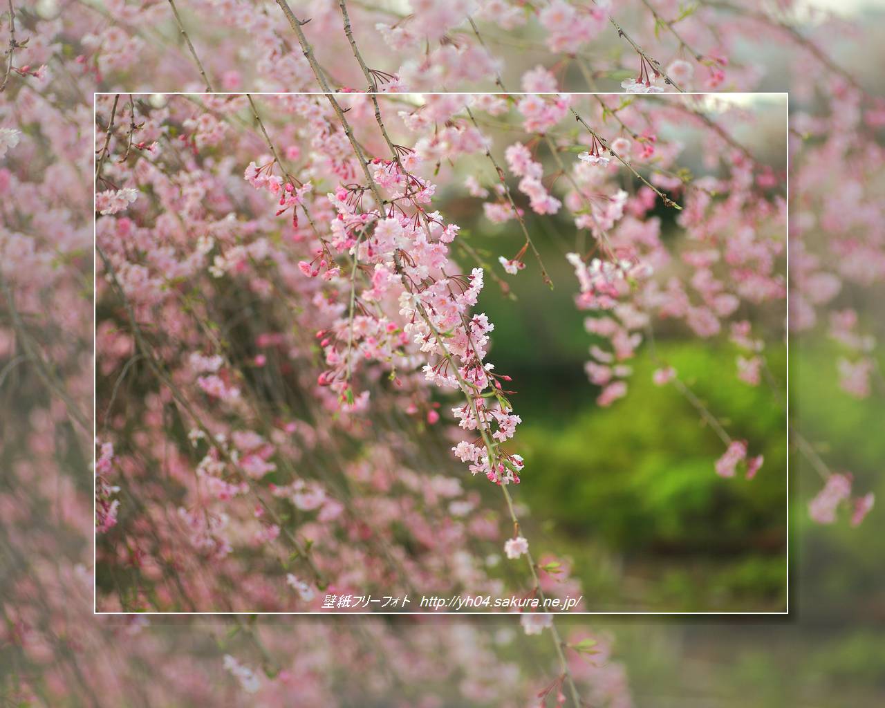 ベニシダレサクラをモチーフしました 「高画質＋高解像度(1280×1024)」デスクトップ無料壁紙」