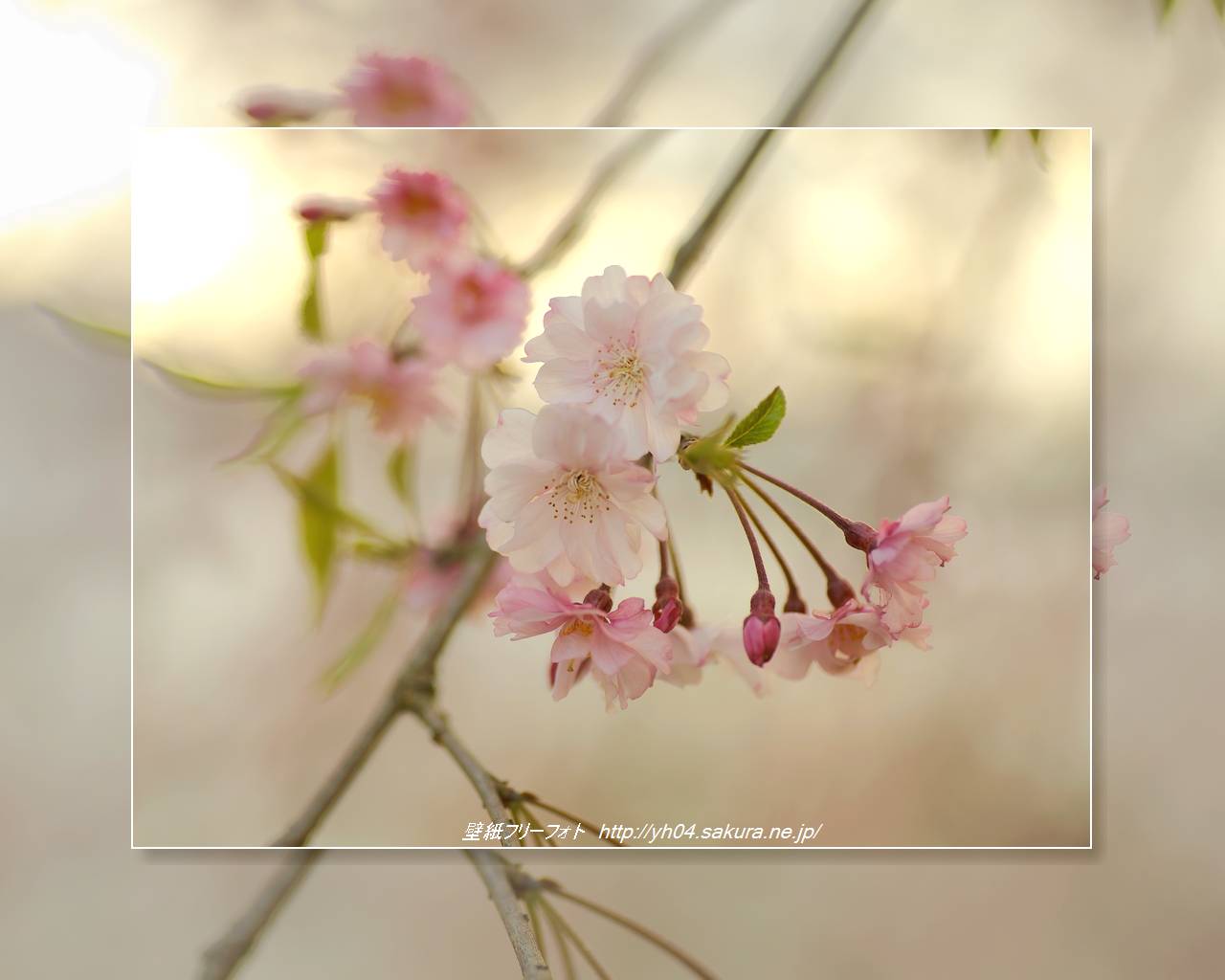 ベニシダレサクラをモチーフしました 「高画質＋高解像度(1280×1024)」デスクトップ無料壁紙」
