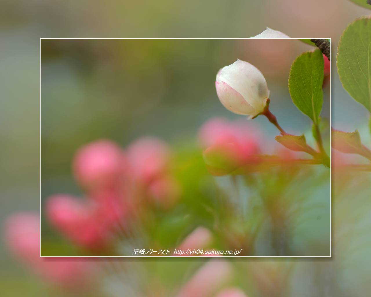 ノカイドウをモチーフしました 「高画質＋高解像度(1280×1024)」デスクトップ無料壁紙」