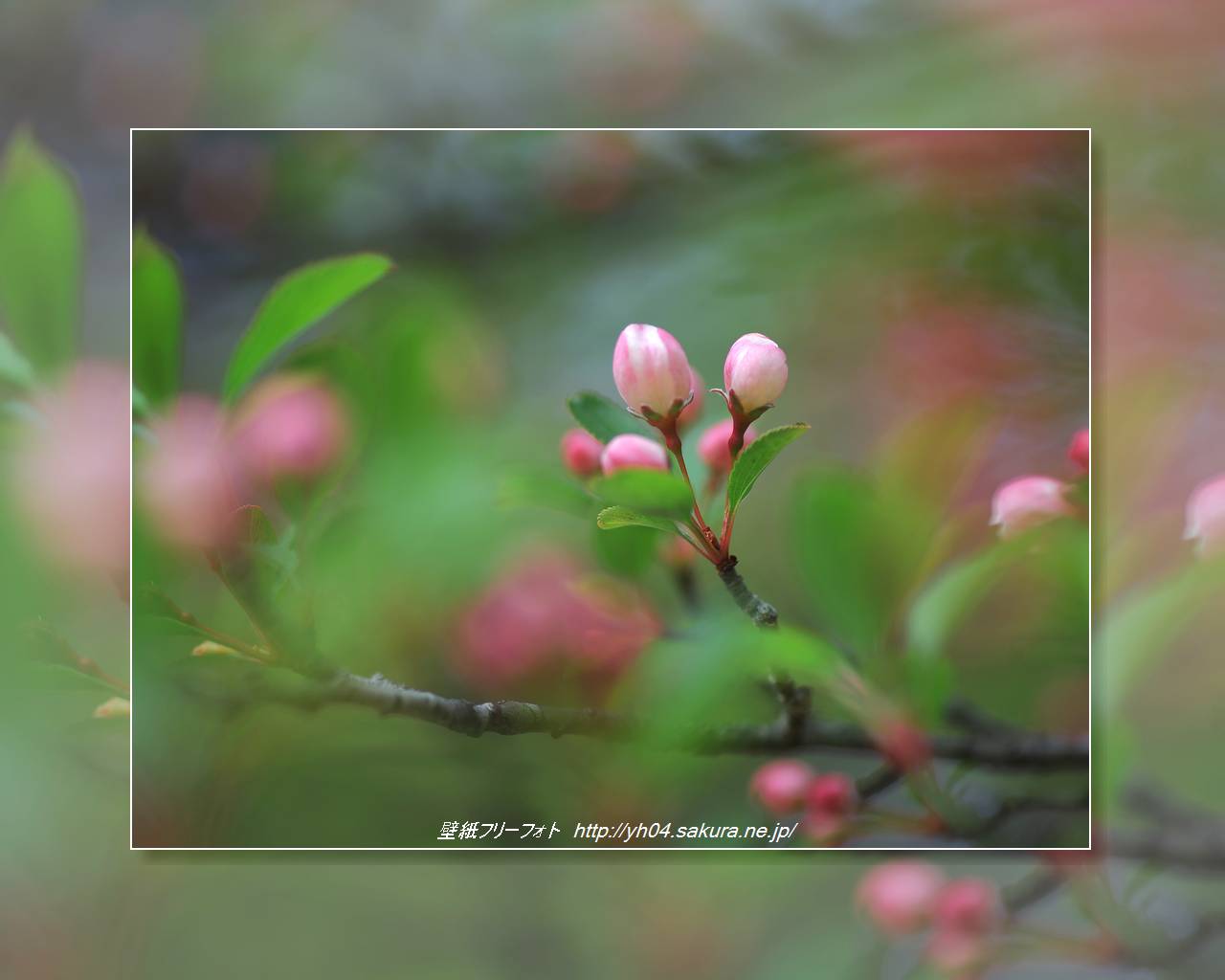 ノカイドウをモチーフしました 「高画質＋高解像度(1280×1024)」デスクトップ無料壁紙」