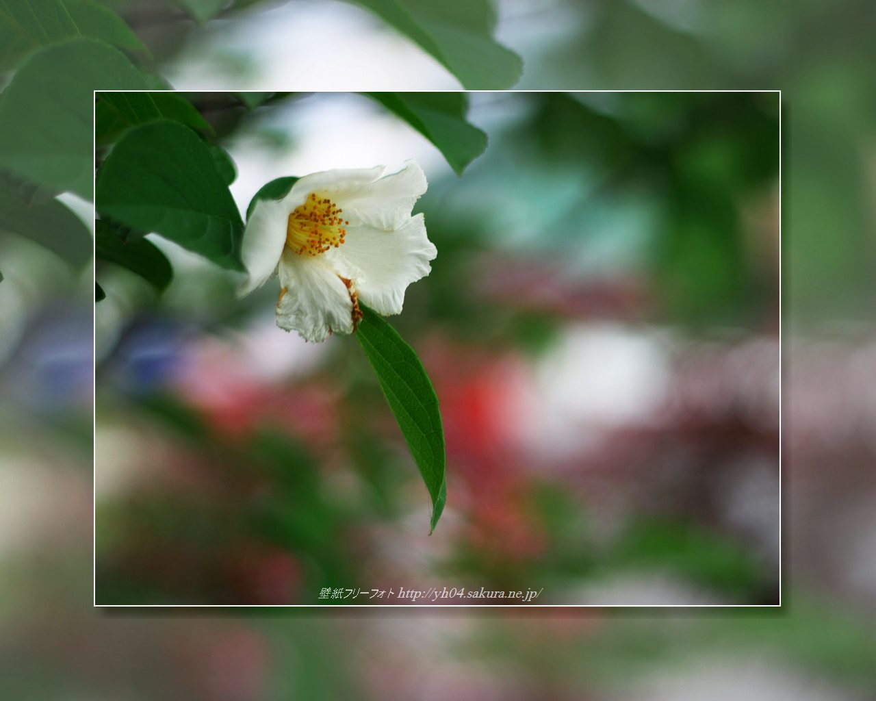夏椿（シャラ）をモチーフしました 「高画質＋高解像度(1280×1024)」デスクトップ無料壁紙」