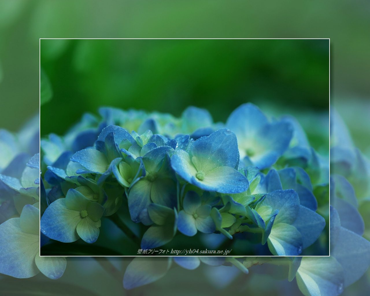 アジサイをモチーフしました 「高画質＋高解像度(1280×1024)」デスクトップ無料壁紙」