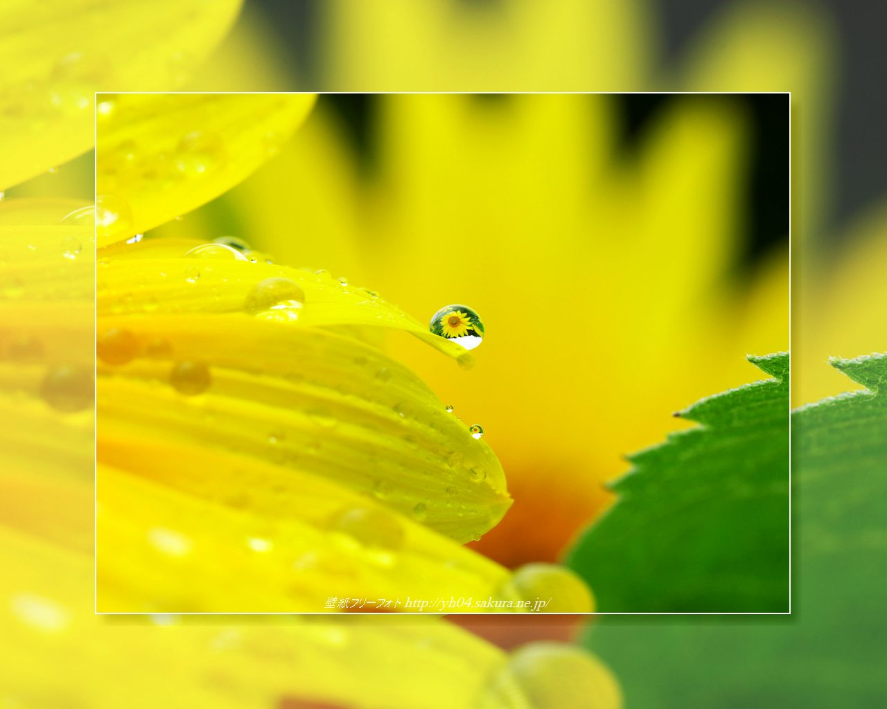 雫（ひまわり）をモチーフしました 「高画質＋高解像度(1280×1024)」デスクトップ無料壁紙」