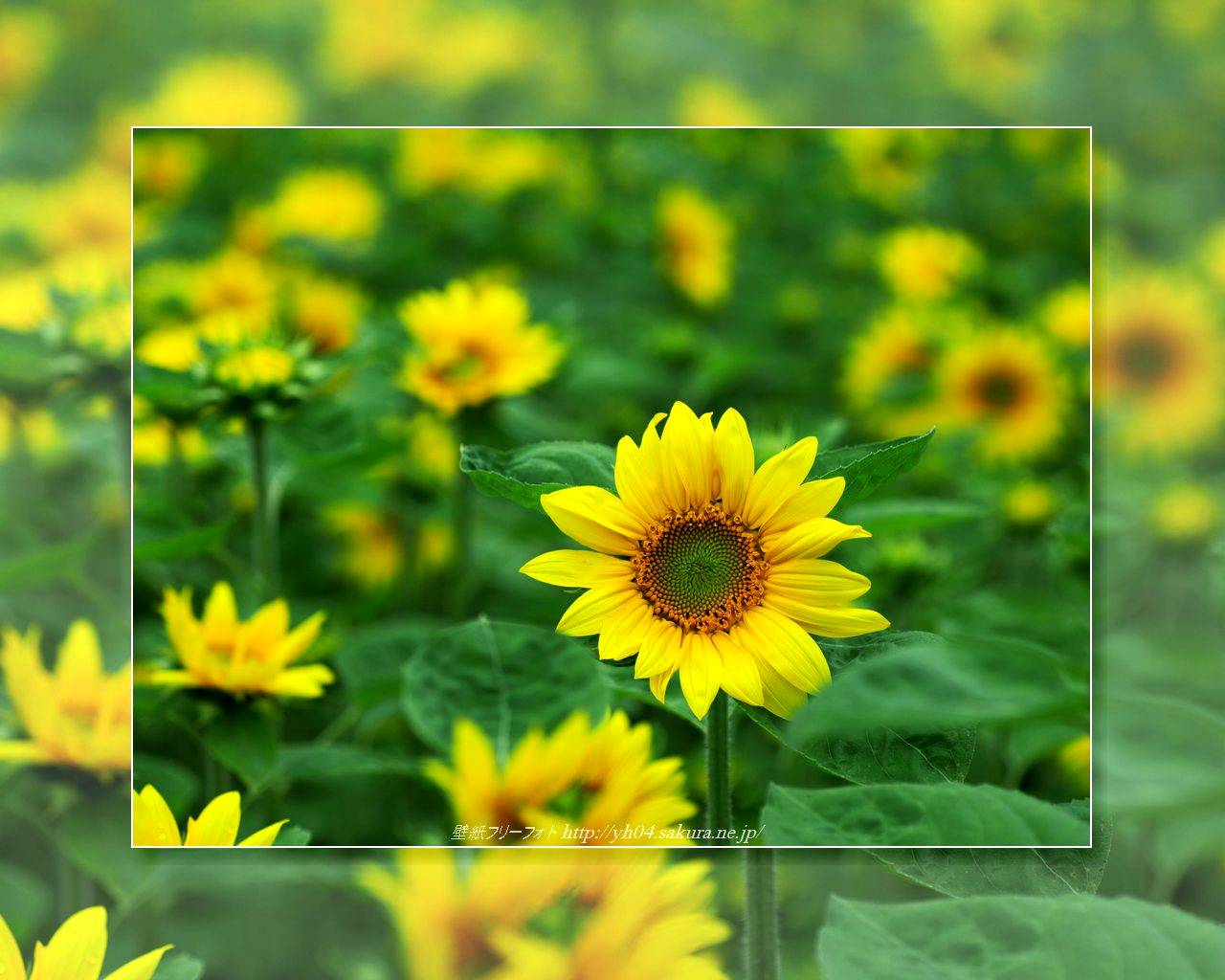 ひまわりをモチーフしました 「高画質＋高解像度(1280×1024)」デスクトップ無料壁紙」
