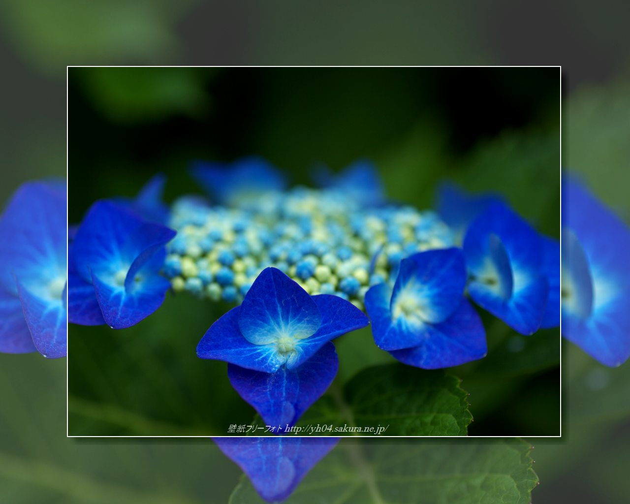 ガクアジサイをモチーフしました 「高画質＋高解像度(1280×1024)」デスクトップ無料壁紙」