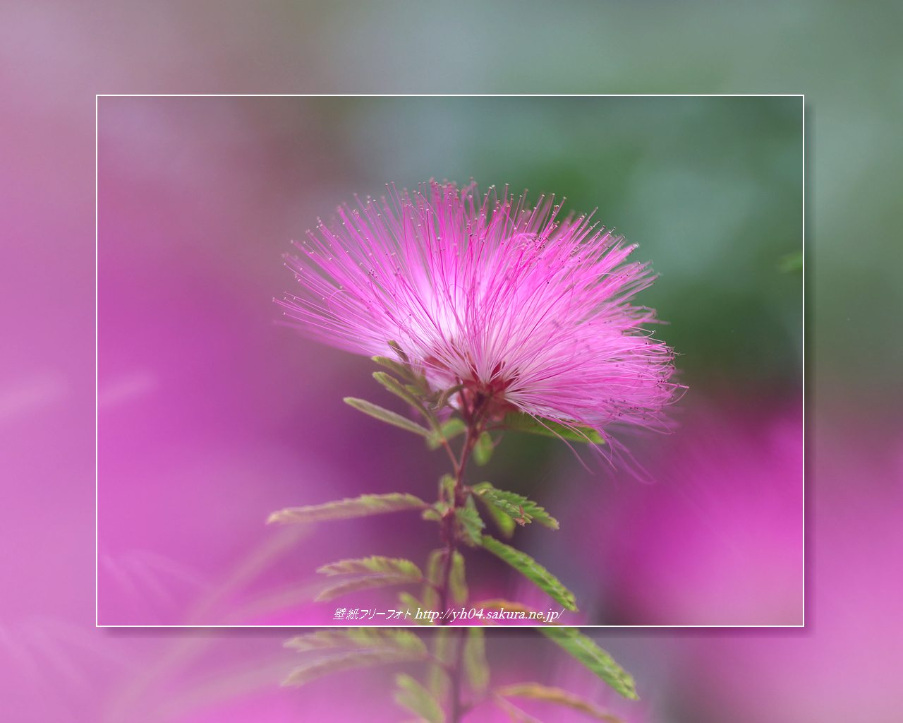 ネムノキをモチーフしました 「高画質＋高解像度(1280×1024)」デスクトップ無料壁紙」