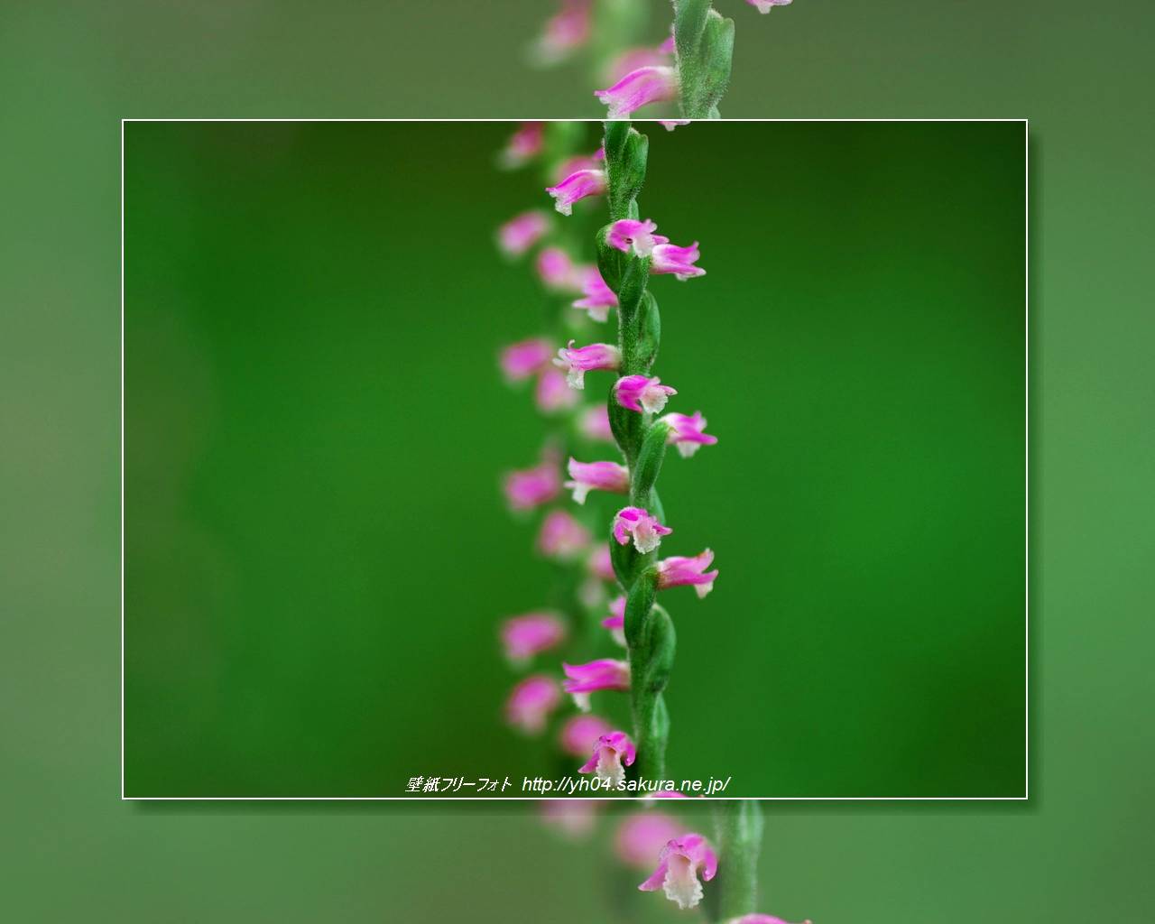 ネジバナをモチーフしました 「高画質＋高解像度(1280×1024)」デスクトップ無料壁紙」