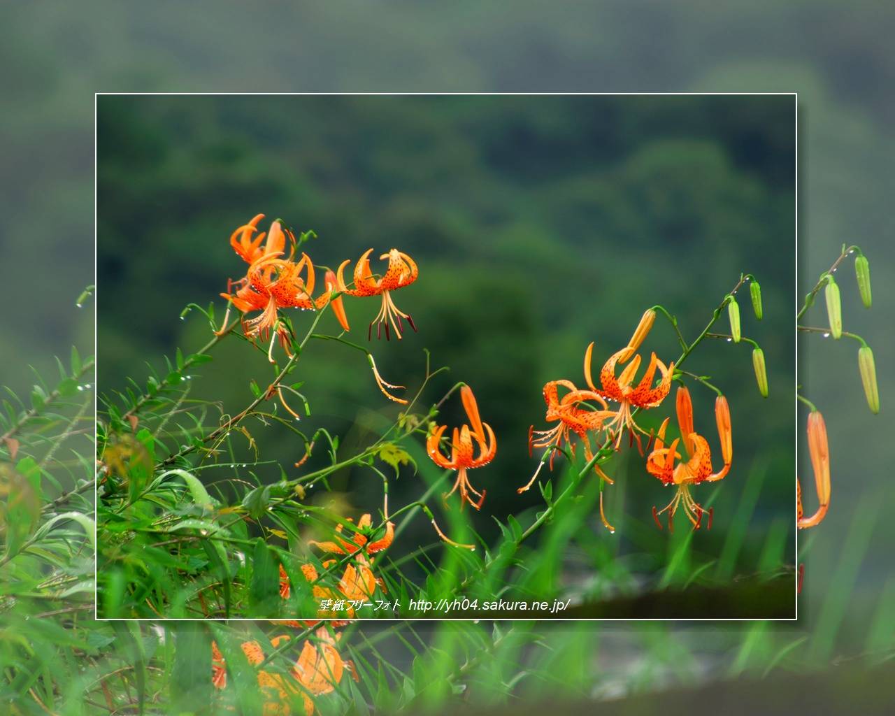 オニユリをモチーフしました 「高画質＋高解像度(1280×1024)」デスクトップ無料壁紙」