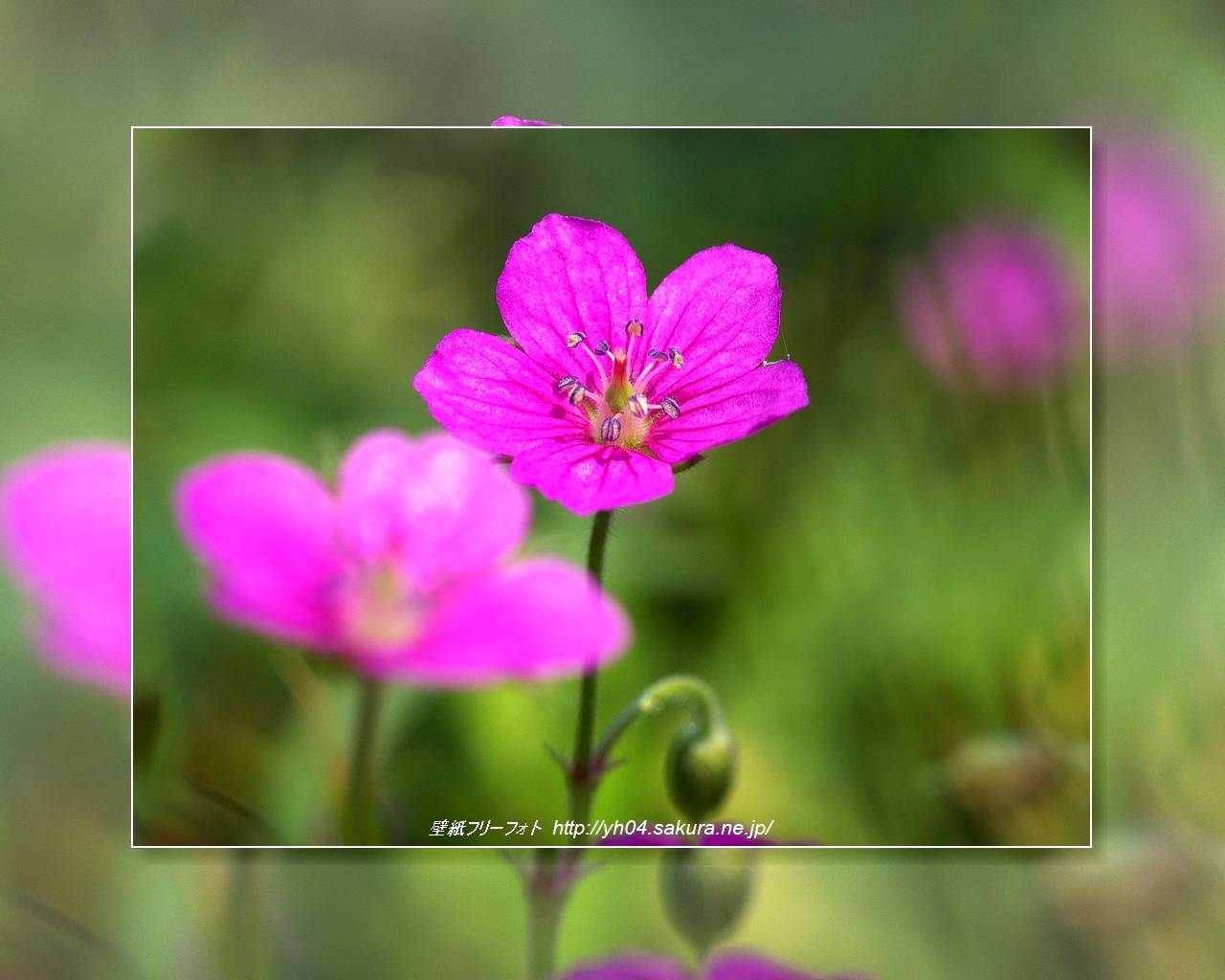 山野草（ゲンノショウコ）をモチーフしました 「高画質＋高解像度(1280×1024)」デスクトップ無料壁紙」