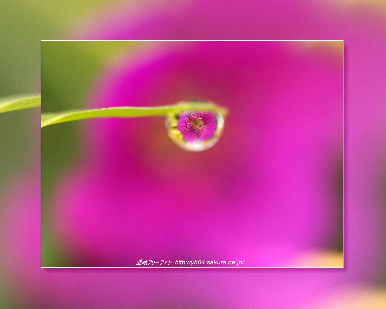 山野草（ゲンノショウコ）をモチーフしました 「高画質＋高解像度(1280×1024)」デスクトップ無料壁紙」