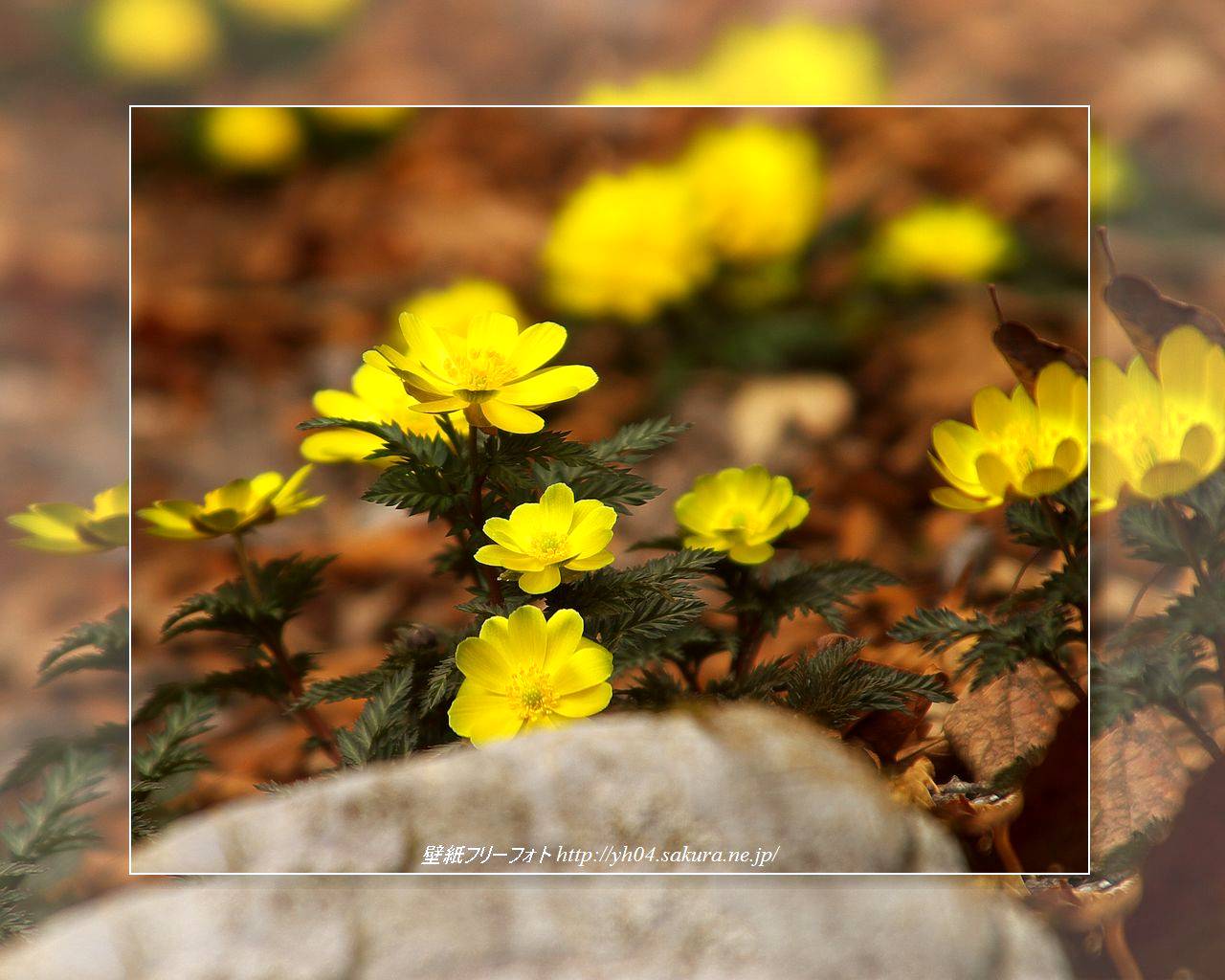 福寿草をモチーフしました 「高画質＋高解像度(1280×1024)」デスクトップ無料壁紙」