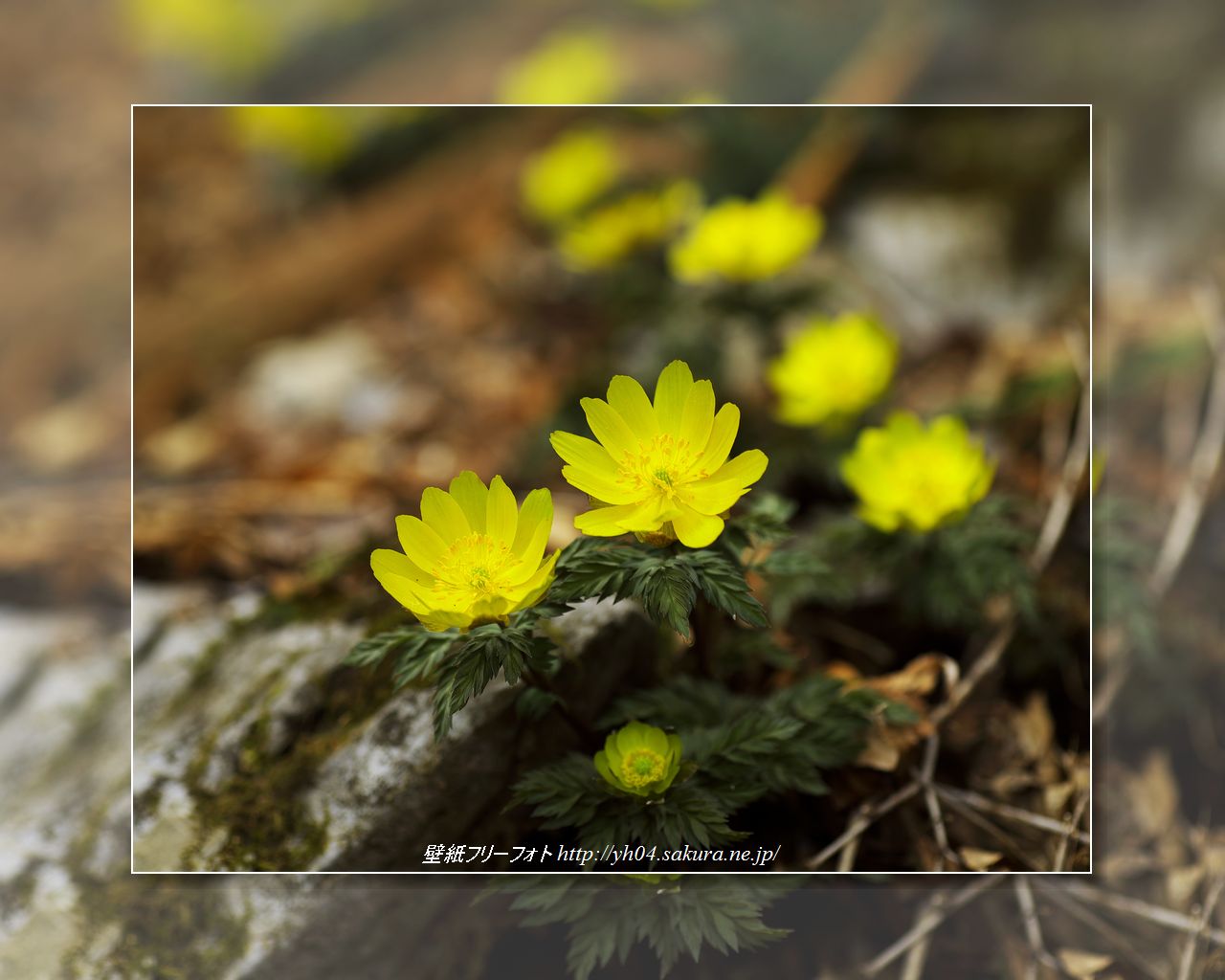福寿草をモチーフしました 「高画質＋高解像度(1280×1024)」デスクトップ無料壁紙」