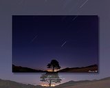 一本の木