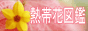 南国に咲く花を壁紙サイズの写真で紹介。